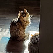 Eevee joined the competition — help win amazing prizes! cat, cats, fluffy, fur, sunlight, wooden_floor, indoor, pets, animal, sitting, shadow, relaxing, cozy, feline, domestic_animal, quiet, home, companion, two_animals, resting