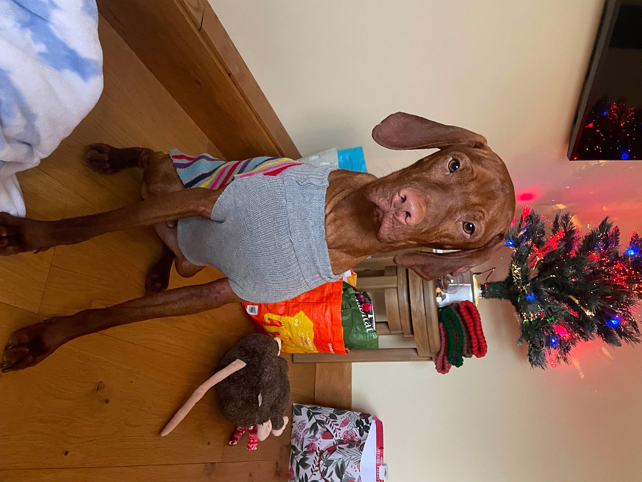 Caesar joined the competition — help win amazing prizes! fashion_accessory, fun, hardwood, hat, room, visual_arts, wood