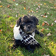 Benji joined the competition — help win amazing prizes! animal, autumn_leaves, black_dog, canine, cute, dog, fall, fur, grass, leaf, nature, outdoor, pet, portrait, scarf, season, sitting, small_dog, sunlight, sweater