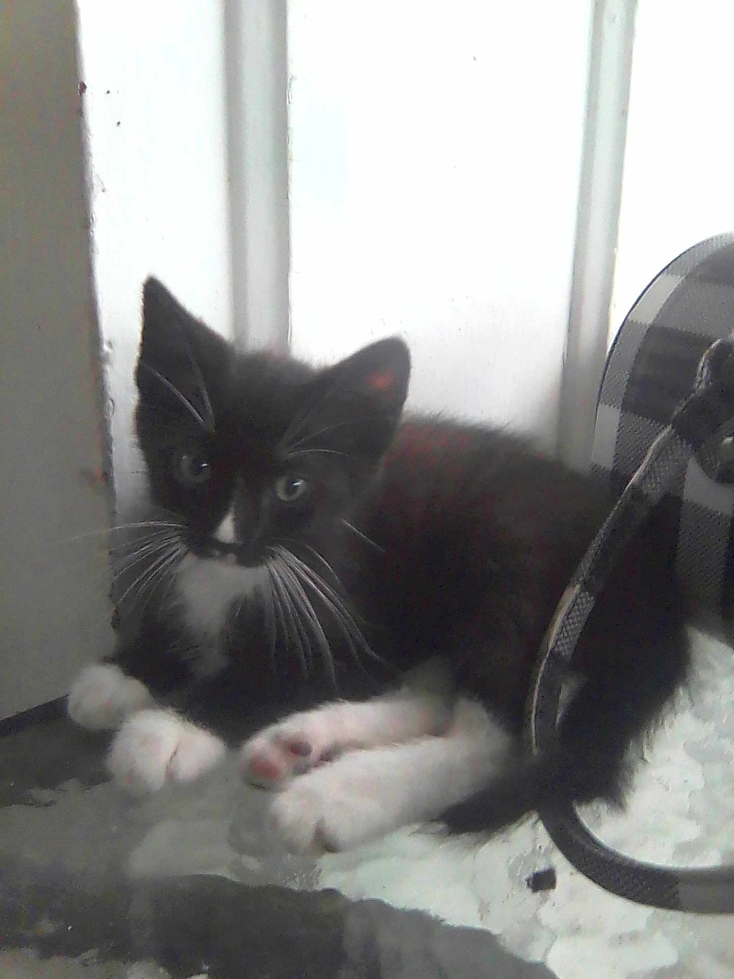 Pee Pee joined the competition — help win amazing prizes! kitten, cat, black_and_white, whiskers, paws, window, indoor, pet, fur, animal, cute, relaxed, young, domestic_cat, resting, closeup, face, curious, striped, cozy
