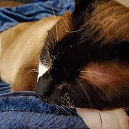 Jelly is registered to the contest to win money with this photo: cat, siamese, sleeping, close_up, paw, whiskers, feline, fur, blanket, blue, cozy, resting, indoor, pet, animal, cute, relaxed, soft, nap, comfort