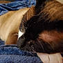 cat, siamese, sleeping, close_up, paw, whiskers, feline, fur, blanket, blue, cozy, resting, indoor, pet, animal, cute, relaxed, soft, nap, comfort