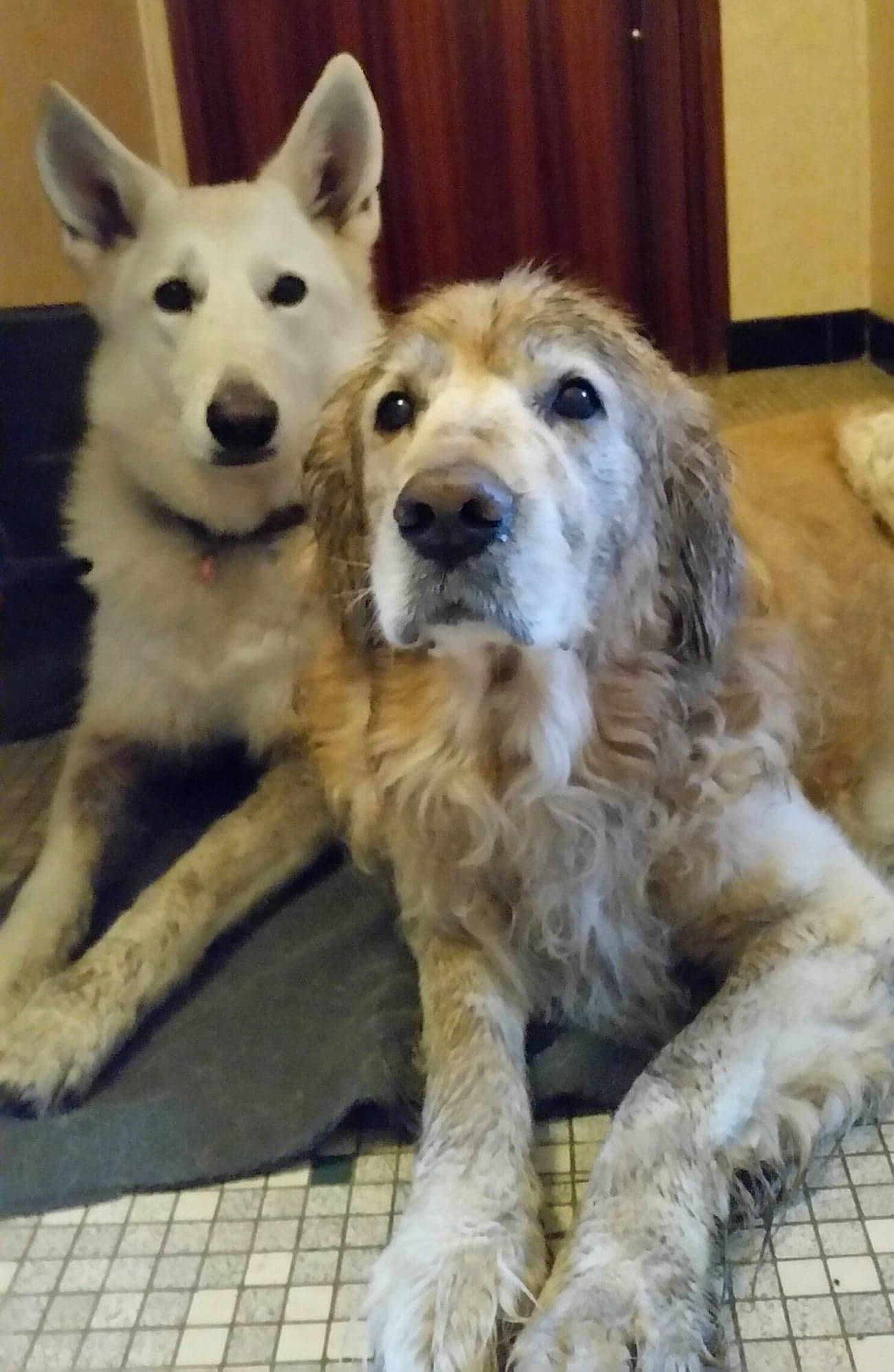 Urzan participe au concours pour gagner de l'argent avec cette photo : ancient_dog_breeds, berger_blanc_suisse, canidae, carnivore, companion_dog, dog, dog_breed, fawn, golden_retriever, kintamani, livestock_guardian_dog, mammal, maremma_sheepdog, rare_breed_dog, sporting_group, vertebrate