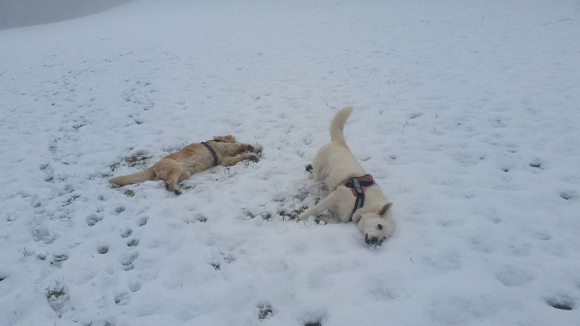 Urzan a rejoint le concours — aidez-le/la à gagner de superbes lots ! canidae, carnivore, dog, dog_breed, labrador_retriever, retriever, snow, sporting_group, tail, winter