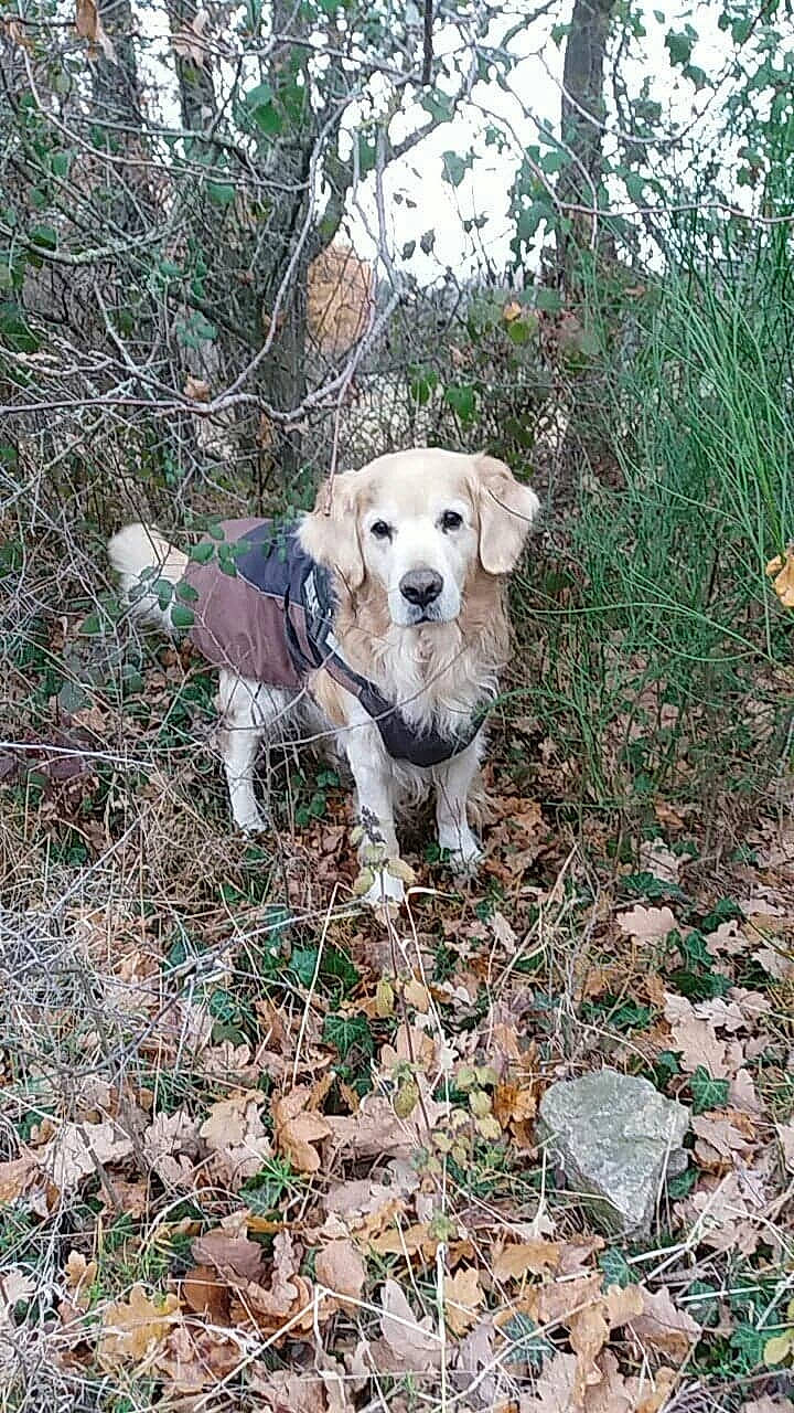 Urzan a rejoint le concours — aidez-le/la à gagner de superbes lots ! canidae, carnivore, companion_dog, dog, dog_breed, fawn, golden_retriever, labrador_retriever, mammal, puppy, retriever, sporting_group, vertebrate