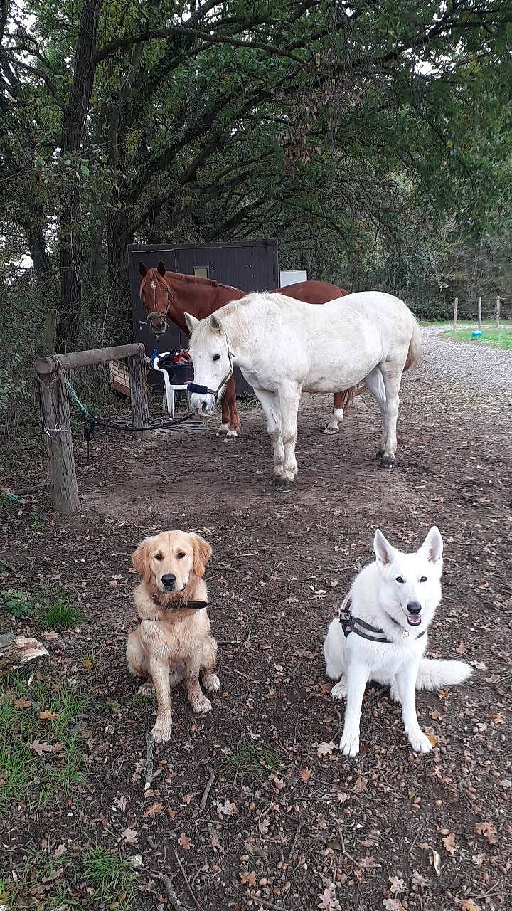 Lolo participe au concours pour gagner de l'argent avec cette photo : akbash_dog, berger_blanc_suisse, canidae, carnivore, dog, dog_breed, fawn, labrador_retriever, mammal, pungsan_dog, retriever, sporting_group, vertebrate, white_shepherd