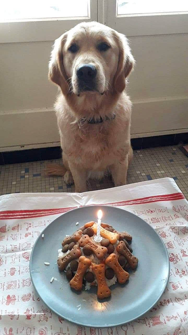 Lolo a rejoint le concours — aidez-le/la à gagner de superbes lots ! canidae, carnivore, comfort_food, companion_dog, cuisine, dish, dog, dog_breed, dog_food, food, ingredient, meal, pet_food, recipe, side_dish, sporting_group, vegetarian_food