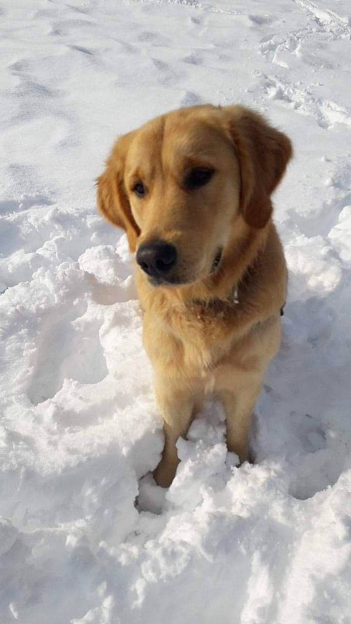 Lolo a rejoint le concours — aidez-le/la à gagner de superbes lots ! beagador, canidae, carnivore, companion_dog, dog, dog_breed, fawn, golden_retriever, labrador_retriever, mammal, retriever, snout, snow, sporting_group, vertebrate