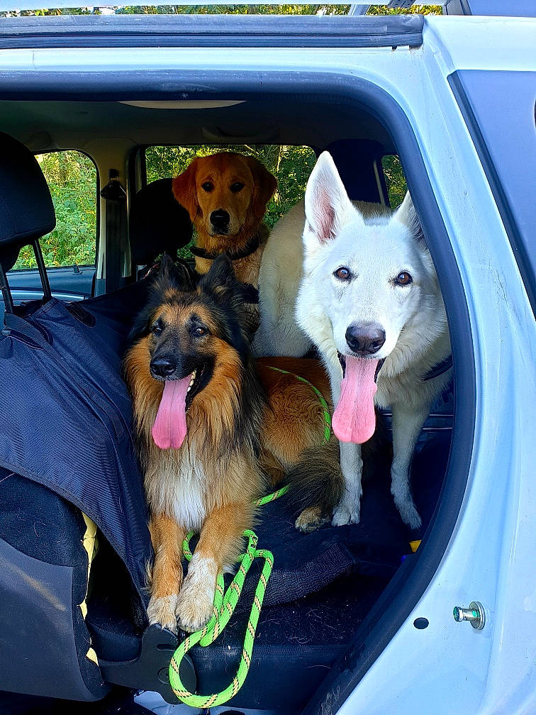 Lolo participe au concours pour gagner de l'argent avec cette photo : canidae, car, carnivore, companion_dog, dog, dog_breed, mammal, rare_breed_dog, sporting_group, vehicle, vehicle_door, vertebrate, working_dog