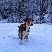 Kiba participe au concours pour gagner de l'argent avec cette photo : dog, snow, winter, forest, trees, outdoor, animal, canine, cold, nature, landscape, fur, alert, standing, daylight, wilderness, season, winter_clothing, adventure, snowy