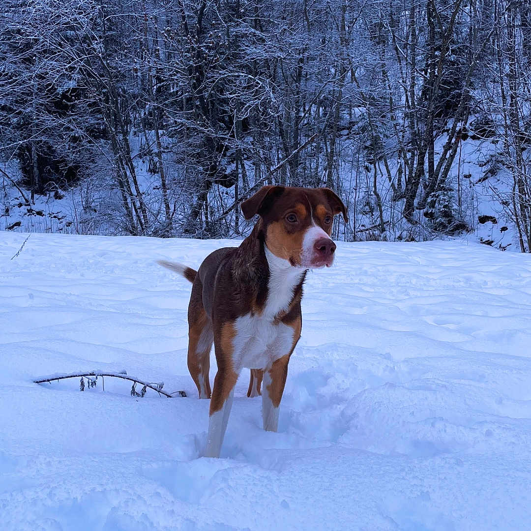 Kiba participe au concours pour gagner de l'argent avec cette photo : dog, snow, winter, forest, trees, outdoor, animal, canine, cold, nature, landscape, fur, alert, standing, daylight, wilderness, season, winter_clothing, adventure, snowy