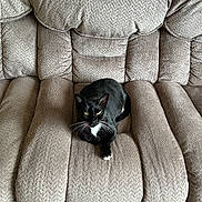 Lucy joined the competition — help win amazing prizes! animal, architecture, armchair, baby, building, cat, chair, clothing, couch, cushion, furniture, homedecor, hosiery, indoors, livingroom, person, pet, recliner, room, sock