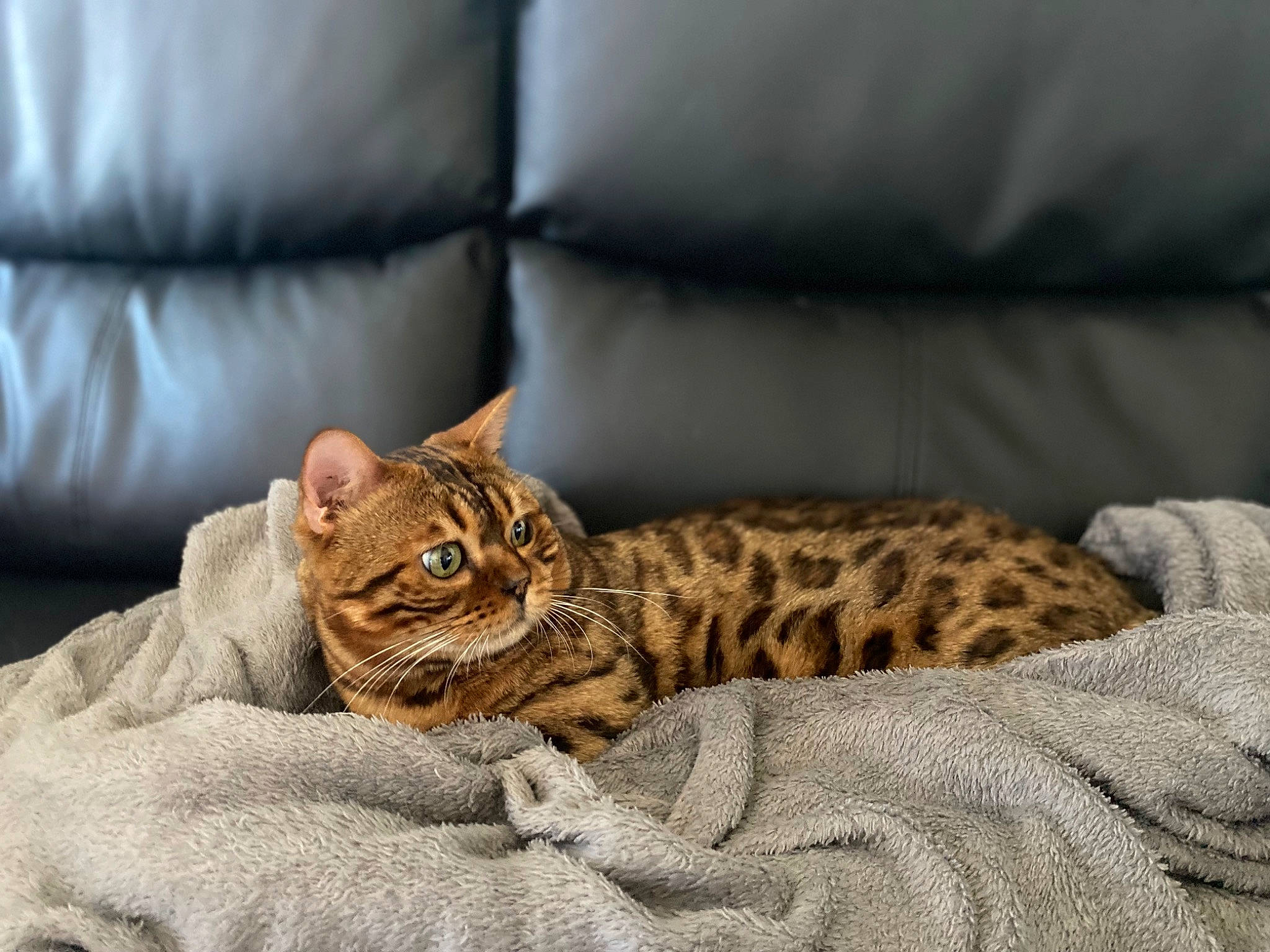 Coco a rejoint le concours — aidez-le/la à gagner de superbes lots ! carnivore, cat, claw, comfort, couch, domestic_short_haired_cat, fawn, felidae, fur, paw, sitting, small_to_medium_sized_cats, snout, tail, terrestrial_animal, whiskers, wildlife