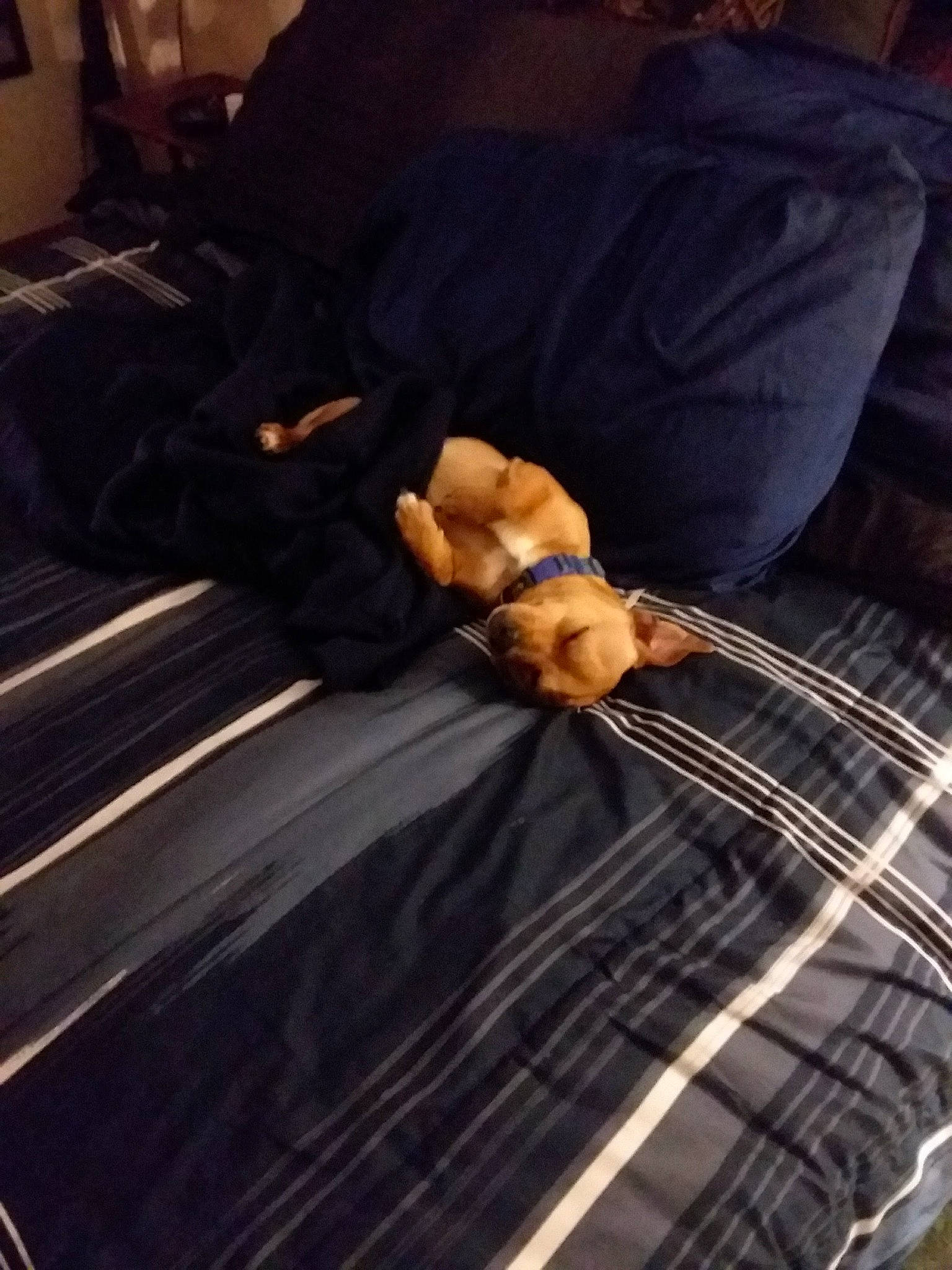 Marley joined the competition — help win amazing prizes! automotive_exterior, automotive_lighting, automotive_window_part, carnivore, comfort, companion_dog, couch, darkness, flooring, fur, human_leg, linens, metal, musical_instrument_accessory, room, tartan, tints_and_shades, vehicle_door, windshield, wood