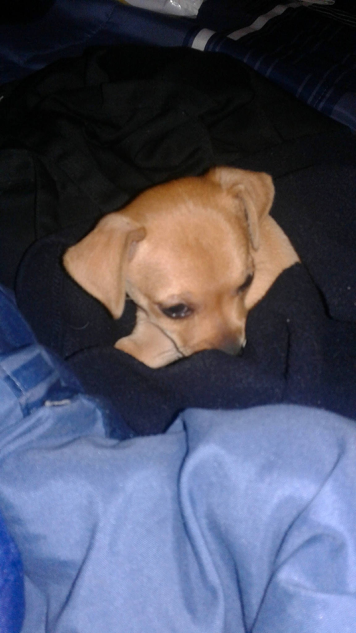 Marley joined the competition — help win amazing prizes! bed, carnivore, comfort, companion_dog, dog, dog_breed, dog_clothes, dog_supply, ear, fawn, fur, guard_dog, linens, mammal, paw, sporting_group, toy_dog, vertebrate, whiskers, working_animal