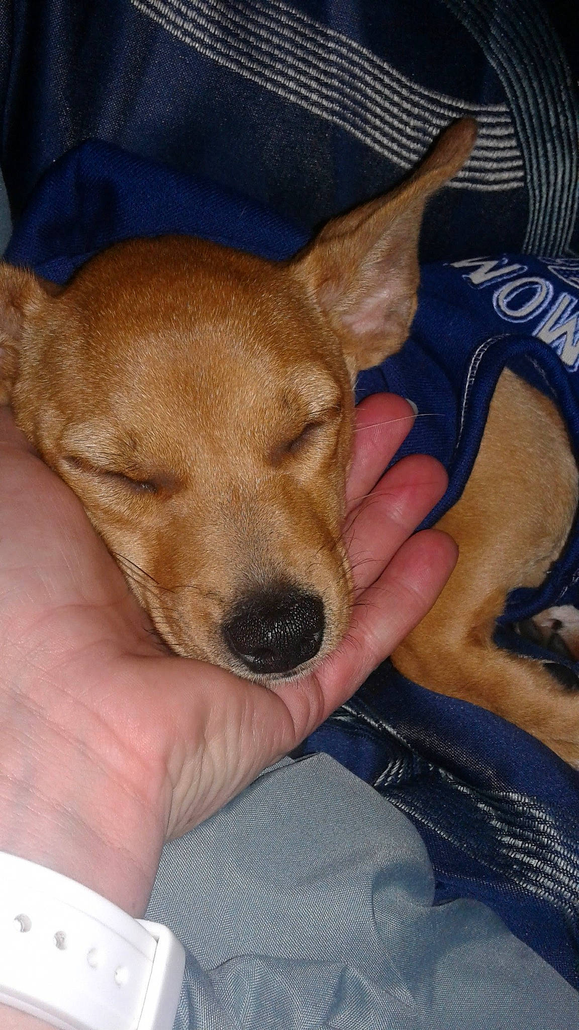 Marley joined the competition — help win amazing prizes! canidae, carnivore, comfort, companion_dog, dog, dog_breed, ear, fawn, fur, nail, non_sporting_group, paw, puppy, snout, sporting_group, toy_dog, watch, whiskers, working_animal, wrist