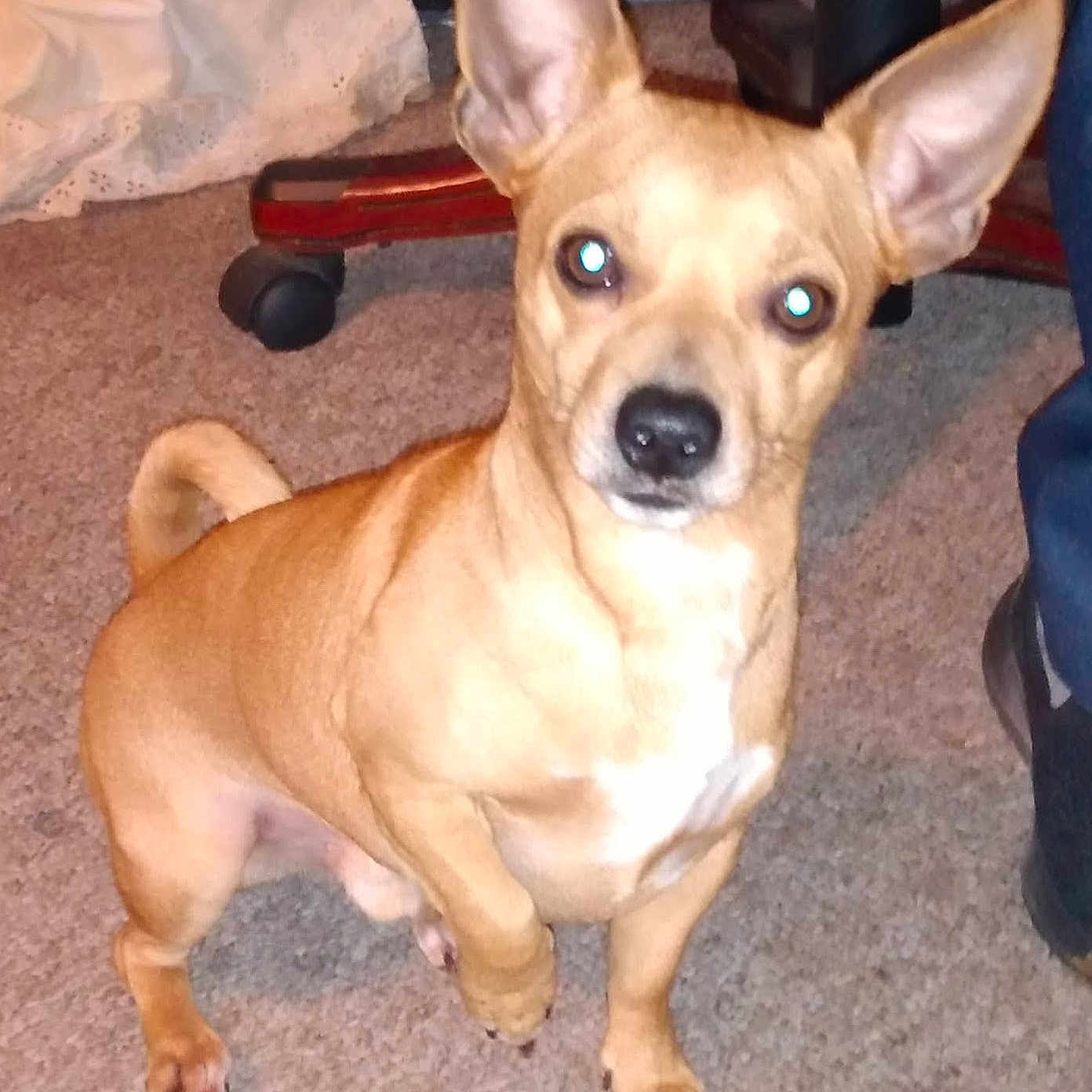 Marley is registered to the contest to win money with this photo: canidae, carnivore, companion_dog, corgi_chihuahua, dog, dog_breed, ear, eye, fawn, fur, non_sporting_group, paw, puppy, snout, sporting_group, tail, terrestrial_animal, toy_dog, whiskers, working_animal