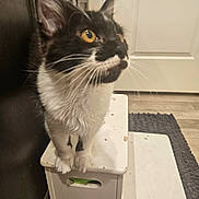 Oreo is registered to the contest to win money with this photo: cat, indoor, step_stool, white, black, yellow_eyes, curious, pet, feline, fur, whiskers, door, rug, floor, wooden_floor, household, animal, close_up, looking_up, domestic