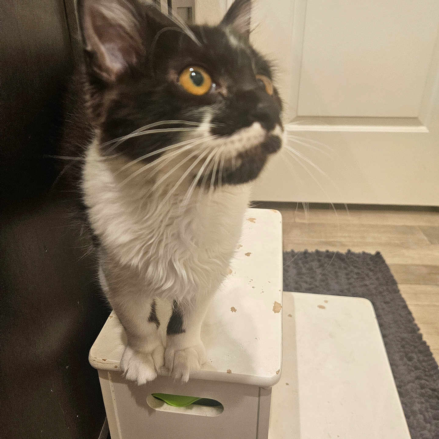Oreo