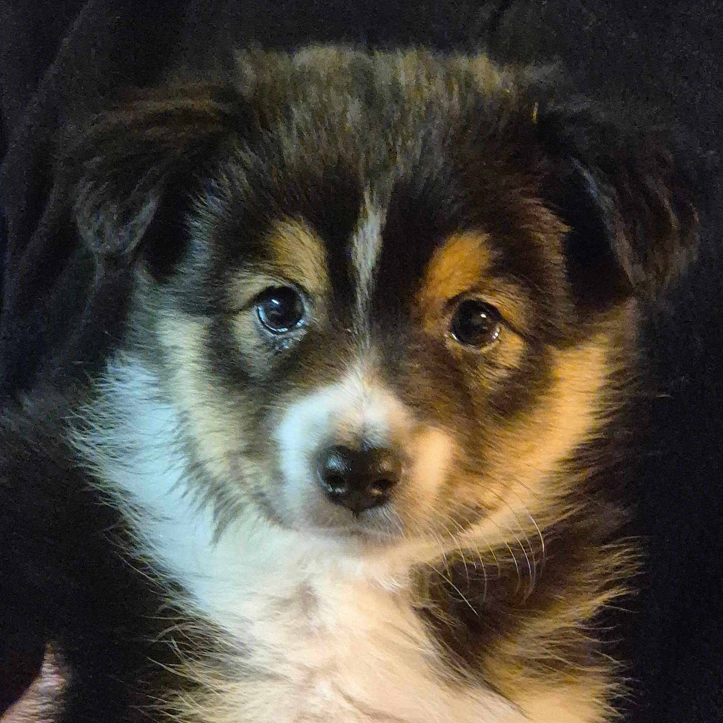 Apy participe au concours pour gagner de l'argent avec cette photo : animal, canine, chihuahua, cockerspaniel, collie, dog, eskimodog, hound, husky, papillon, pet, puppy, snout, terrier