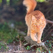 Aslan participe au concours pour gagner de l'argent avec cette photo : cat, orange_tabby, outdoor, nature, greenery, animal, walking, focused, fur, whiskers, eyes, tail, wood, plants, grass, daylight, mammal, pet, wildlife, closeup