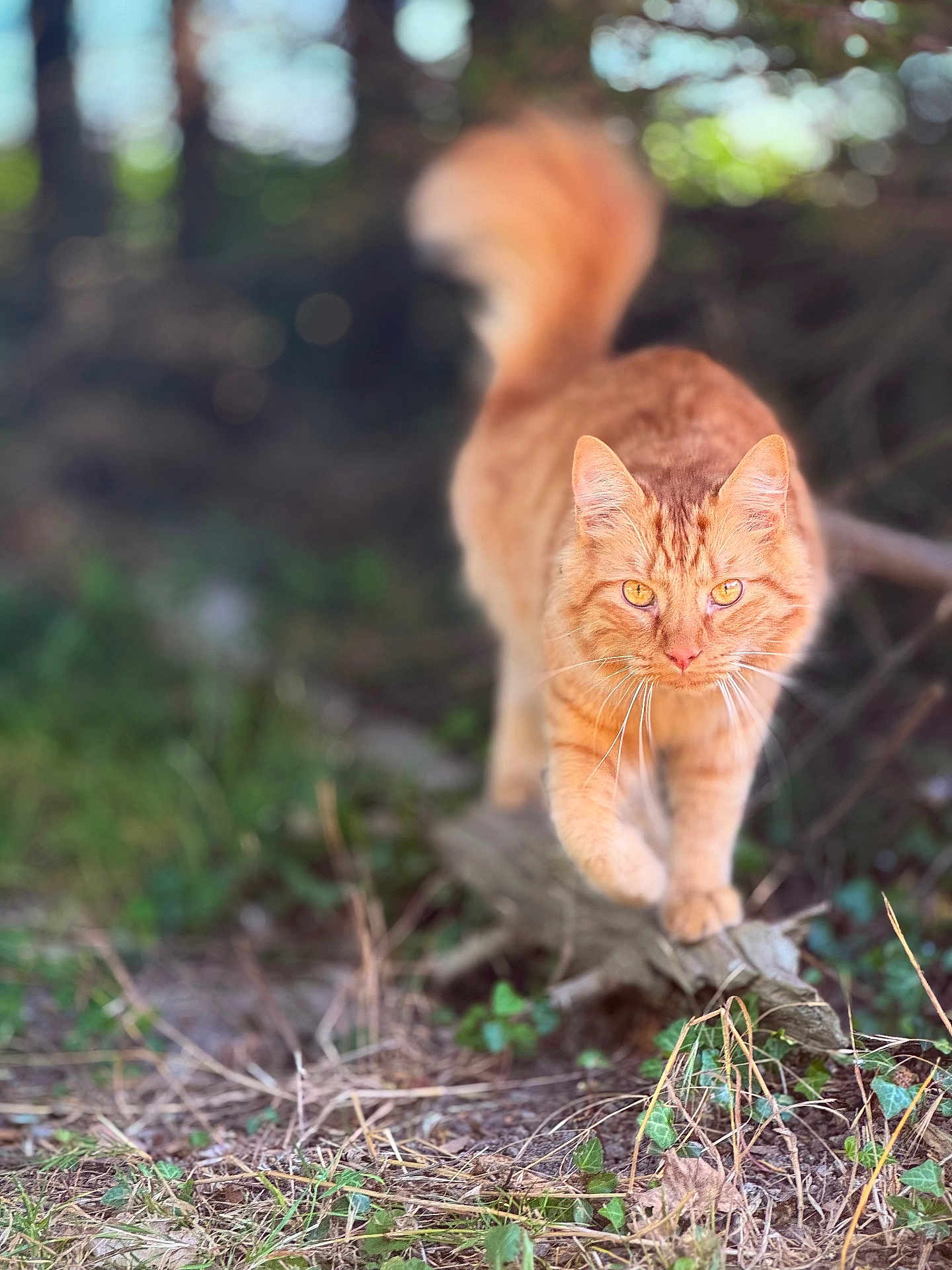Aslan participe au concours pour gagner de l'argent avec cette photo : cat, orange_tabby, outdoor, nature, greenery, animal, walking, focused, fur, whiskers, eyes, tail, wood, plants, grass, daylight, mammal, pet, wildlife, closeup