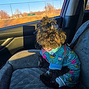 Izzy joined the competition — help win amazing prizes! dog, pet, car, car_seat, seat_cover, sunlight, window, outdoor, blue_sky, animal, cute, fur, clothing, small_dog, companion, travel, seatbelt, daytime, relaxing, portrait
