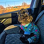 dog, pet, car, car_seat, seat_cover, sunlight, window, outdoor, blue_sky, animal, cute, fur, clothing, small_dog, companion, travel, seatbelt, daytime, relaxing, portrait