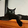 Tycho a rejoint le concours — aidez-le/la à gagner de superbes lots ! black_cat, cat, pet, animal, feline, paw, wooden_surface, indoor, relaxed, green_eyes, fur, stretching, closeup, mammal, domestic_animal, whiskers, cute, curious, resting, portrait