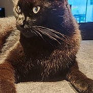 Tycho participe au concours pour gagner de l'argent avec cette photo : black_cat, cat, pet, animal, indoor, feline, fur, whiskers, ears, eyes, table, relaxing, looking_away, domestic_animal, home_interior, window, soft_light, close_up, mammal, cute