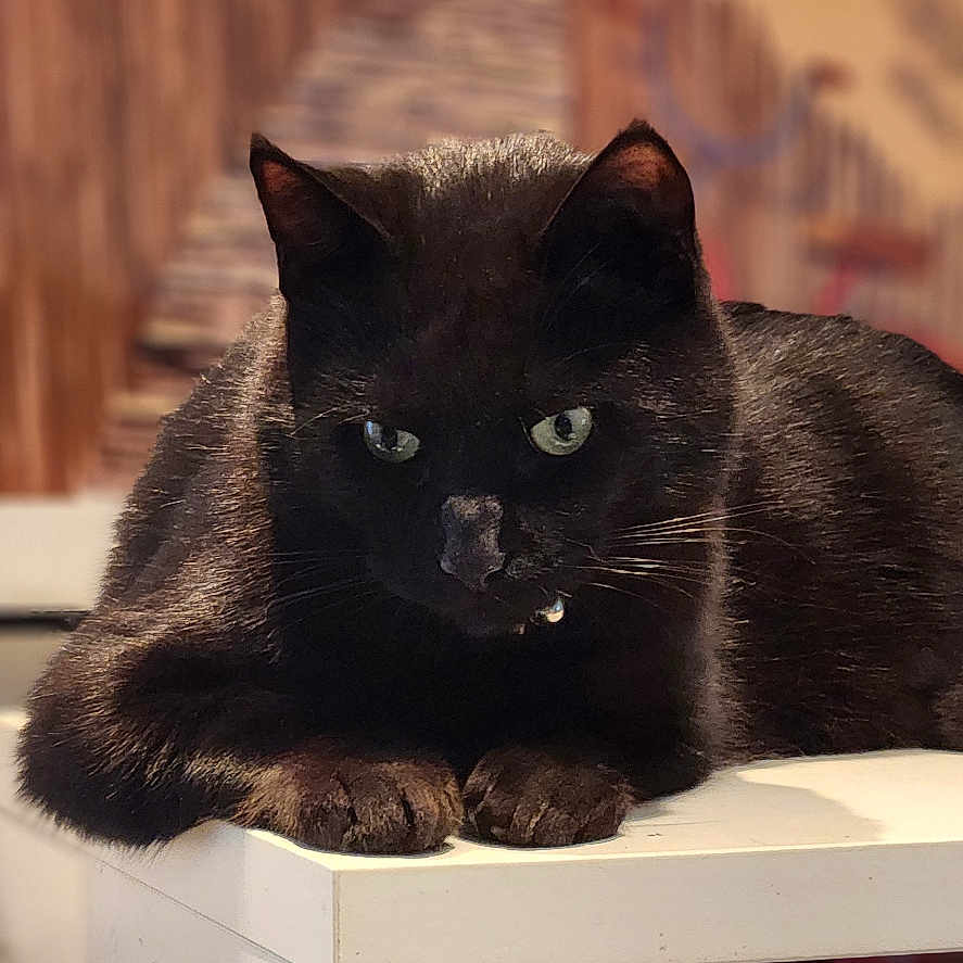 Tycho