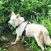 Marley a rejoint le concours — aidez-le/la à gagner de superbes lots ! dog, white_dog, water, stream, muddy_water, greenery, plants, grass, outdoor, nature, animal, canine, fur, harness, side_view, walking, adventure, wet_paws, bushes, shallow_water