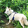 dog, white_dog, water, stream, muddy_water, greenery, plants, grass, outdoor, nature, animal, canine, fur, harness, side_view, walking, adventure, wet_paws, bushes, shallow_water