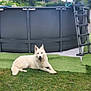 Marley participe au concours pour gagner de l'argent avec cette photo : dog, white_dog, grass, backyard, pool, above_ground_pool, ladder, outdoor, pet, canine, grass_lawn, cloudy_sky, relaxed, animal, summer, garden, fence, tree, house, leisure