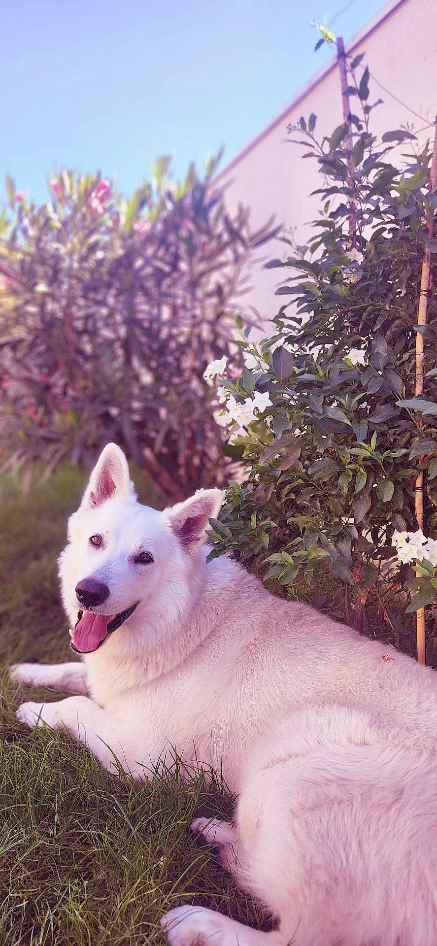 Marley