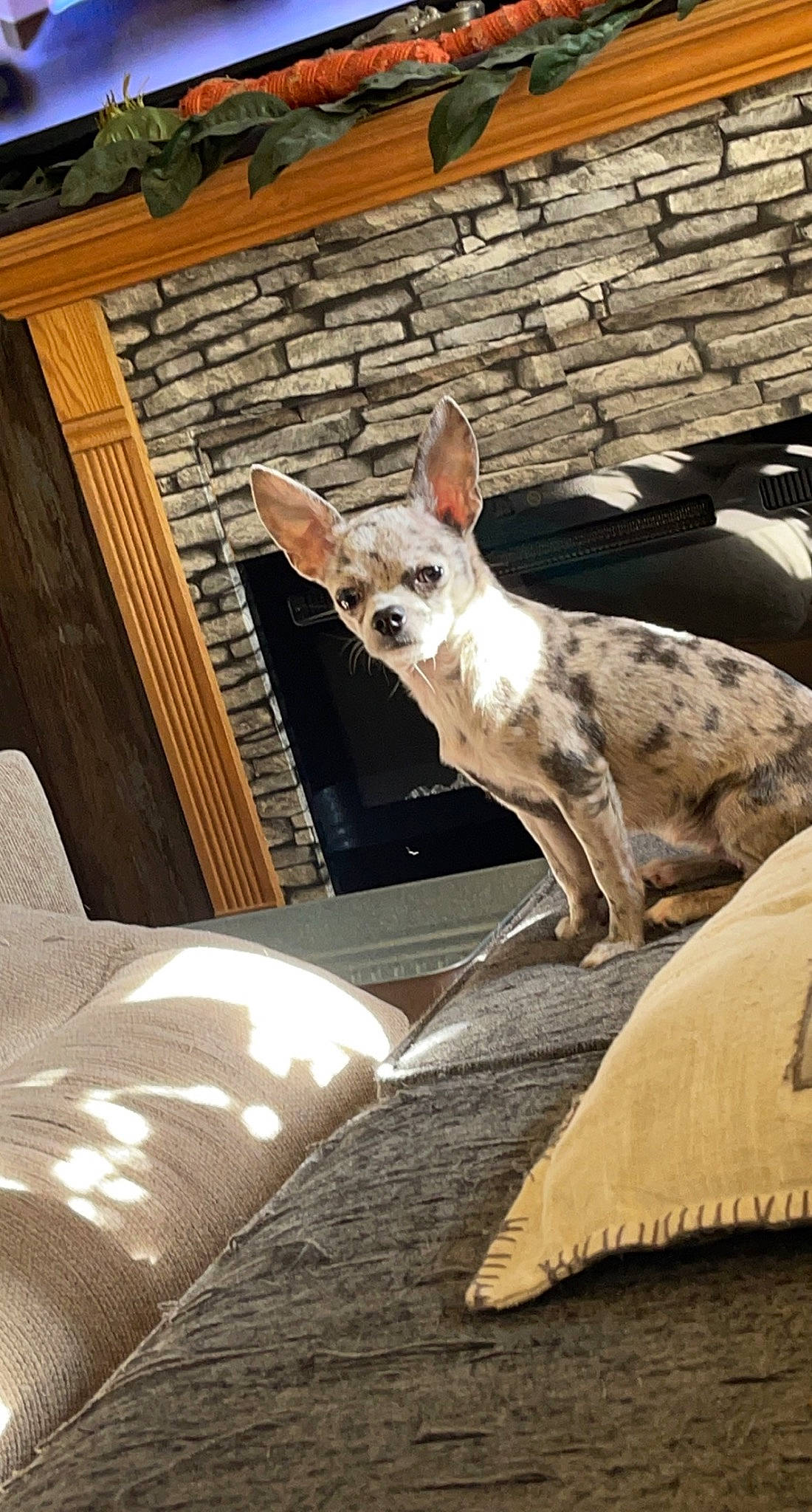 June Carter joined the competition — help win amazing prizes! canidae, carnivore, comfort, companion_dog, dog, dog_breed, fawn, felidae, giraffidae, hardwood, rex_cat, sitting, small_to_medium_sized_cats, snout, sporting_group, tail, terrestrial_animal, whiskers, wildlife, wood