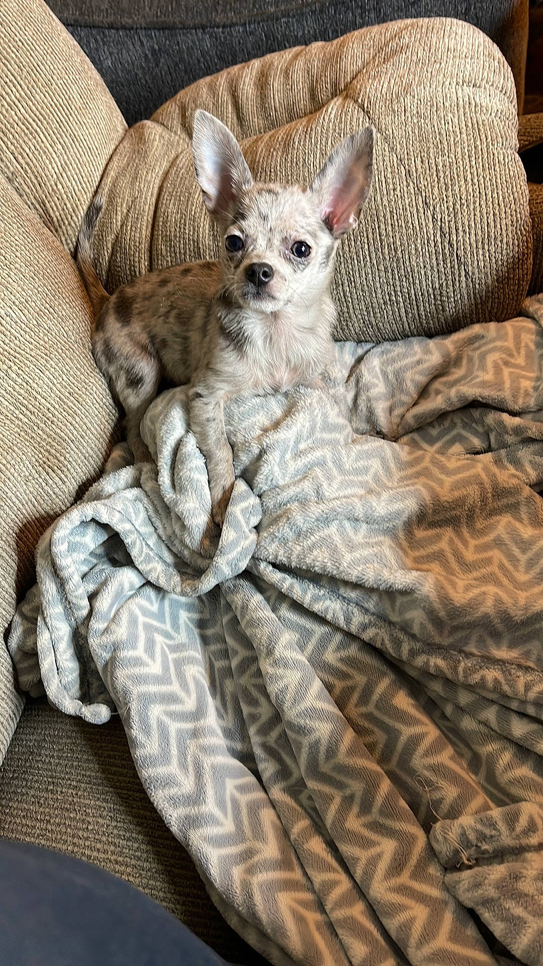 June Carter joined the competition — help win amazing prizes! bed, bedding, canidae, carnivore, comfort, companion_dog, dog, dog_breed, dog_supply, duvet, fawn, fur, grey, linens, pillow, tail, terrestrial_animal, throw_pillow, toy_dog, whiskers