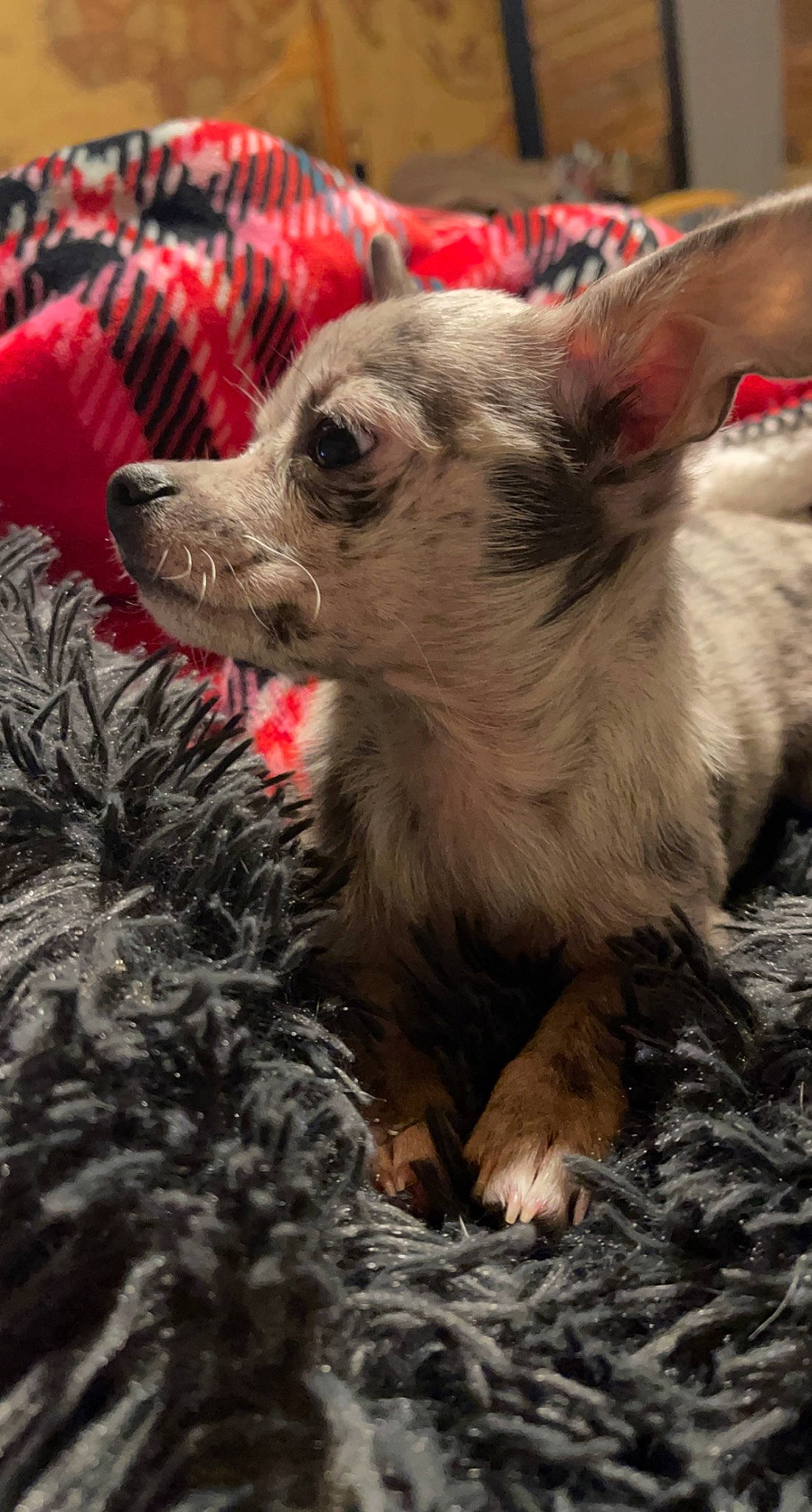 June Carter is registered to the contest to win money with this photo: carnivore, claw, companion_dog, corgi_chihuahua, dog, dog_breed, dog_supply, event, fang, fawn, fur, grass, paw, plant, snout, sporting_group, terrestrial_animal, toy_dog, whiskers, wildlife