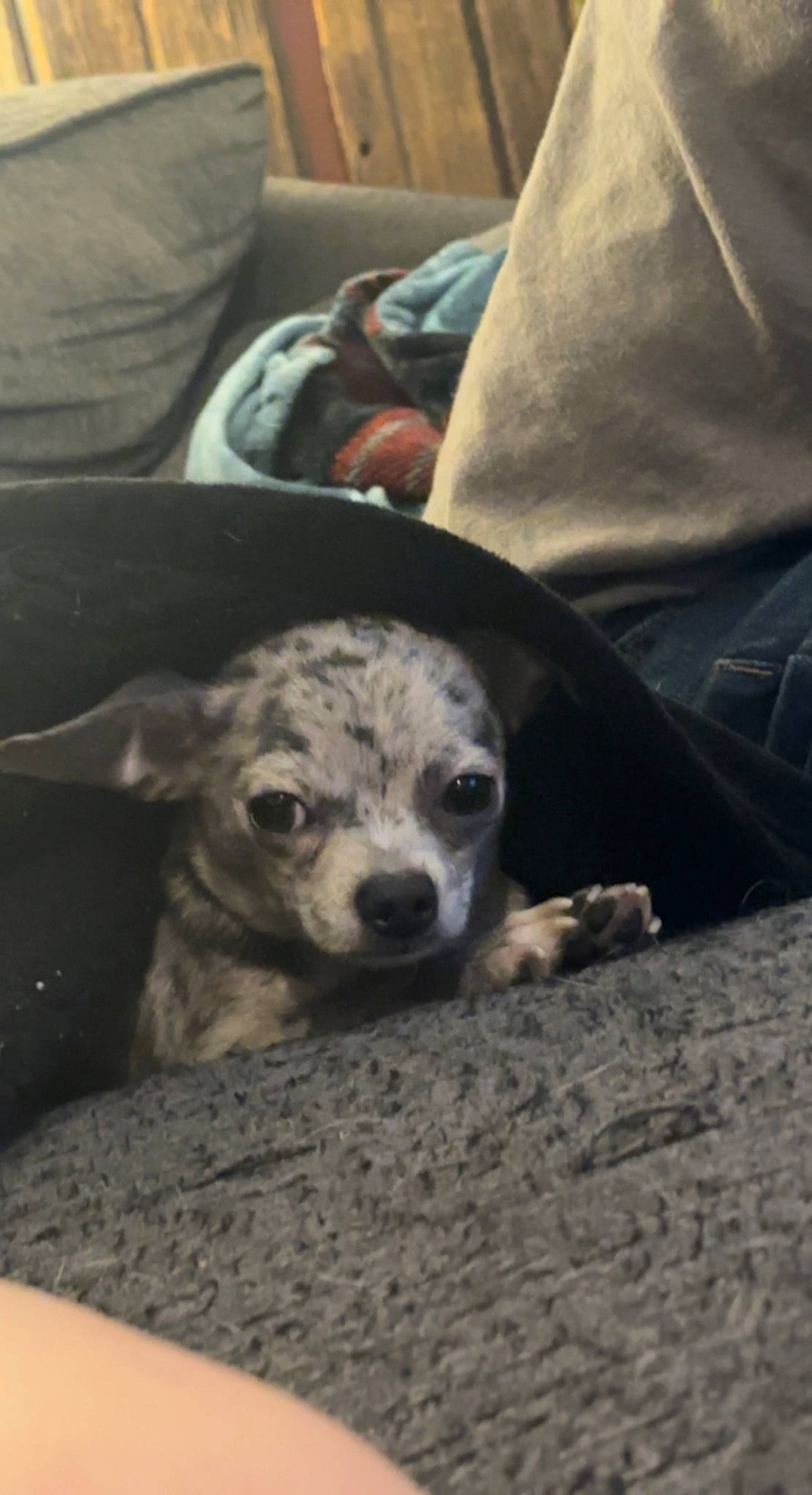 June Carter joined the competition — help win amazing prizes! canidae, carnivore, comfort, companion_dog, corgi_chihuahua, couch, dog, dog_breed, fawn, fur, grey, linens, paw, pillow, snout, sporting_group, terrestrial_animal, toy_dog, whiskers, wildlife