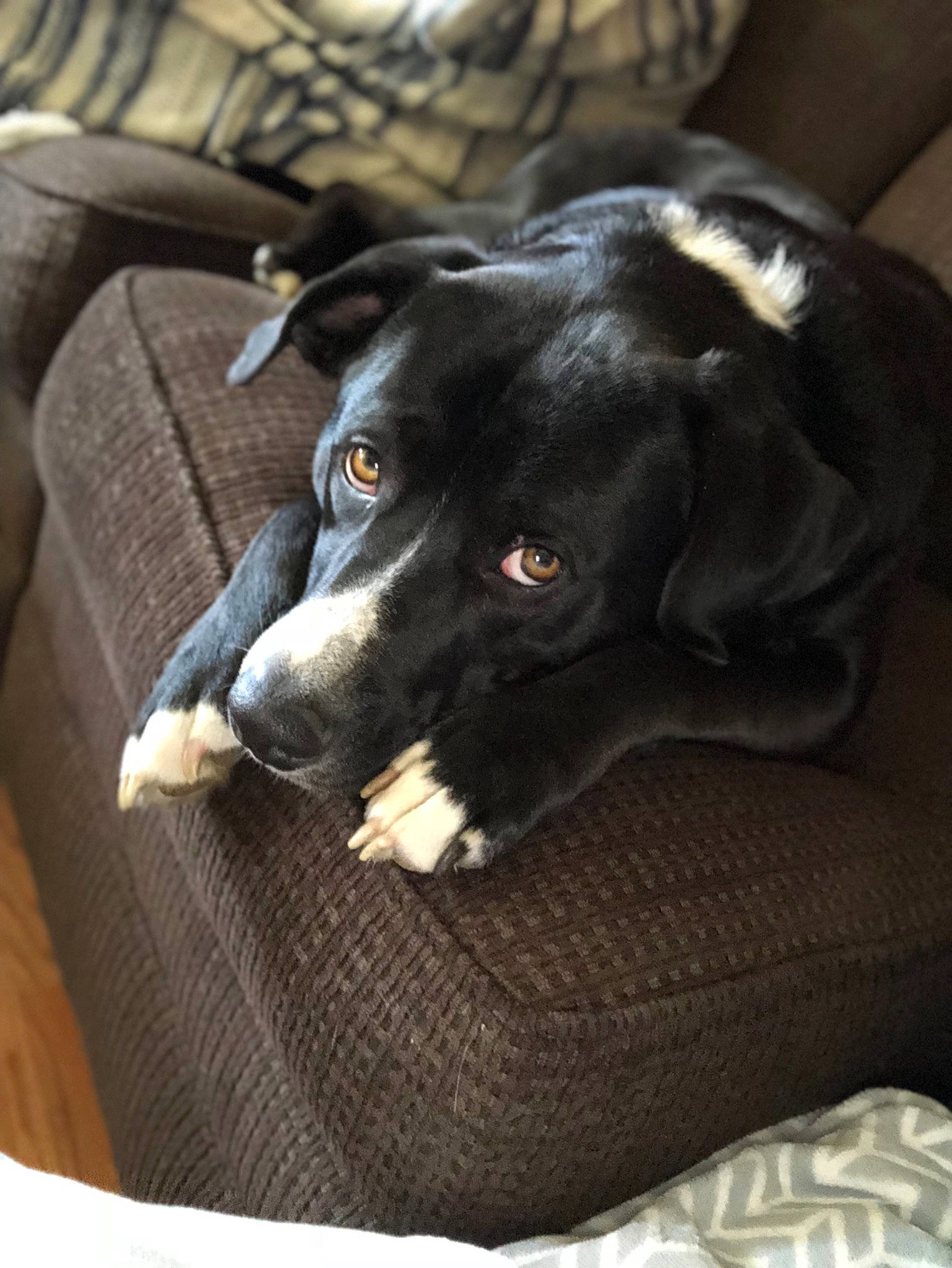 Cash Ruger is registered to the contest to win money with this photo: beagador, borador, canidae, carnivore, companion_dog, dog, dog_breed, labrador_retriever, pointer, pointing_breed, puppy, retriever, snout, sporting_group, whiskers