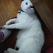 Jake joined the competition — help win amazing prizes! animal, black_spot, cat, companion, cozy, curious, cute, domestic, foot, fur, furniture, indoor, paw, pet, playing, resting, slipper, sock, white_cat, wooden_floor