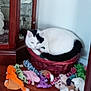 Jake joined the competition — help win amazing prizes! animal, basket, black_and_white, cabinet, cat, colorful, corner, cozy, curled_up, decor, feline, furniture, home, indoor, pet, plush_toys, relaxed, resting, soft_toys, wooden_floor