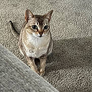 Luna is registered to the contest to win money with this photo: cat, pet, feline, animal, carpet, indoor, curious, sitting, fur, whiskers, ears, tail, domestic, cute, alert, mammal, eyes, home, cozy, furniture