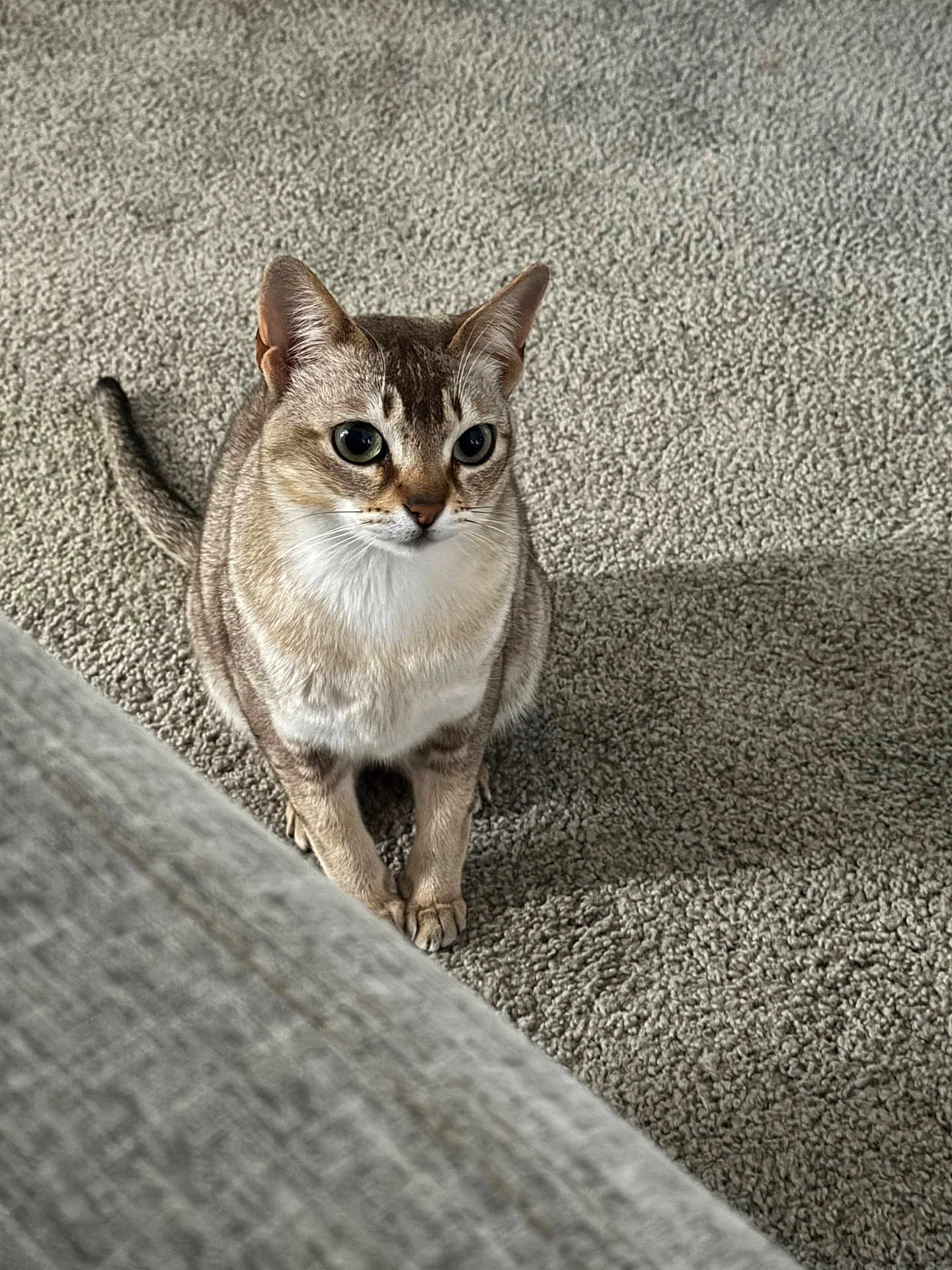 Luna is registered to the contest to win money with this photo: cat, pet, feline, animal, carpet, indoor, curious, sitting, fur, whiskers, ears, tail, domestic, cute, alert, mammal, eyes, home, cozy, furniture