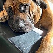 Polo a rejoint le concours — aidez-le/la à gagner de superbes lots ! dog, brown_dog, pet, sleepy, lying_down, resting, portrait, close_up, animal, muzzle, floppy_ears, paw, leg, leather_seat, couch, indoor, sunlight, shadow, relaxed, photography