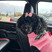 Ruby joined the competition — help win amazing prizes! dog, poodle, pet, black_dog, pink_sweater, bow, car_interior, car_seat, window, parking_lot, cloudy_sky, animal, cute, curious, portrait, indoors, leather_seat, vehicle, pet_accessory, companion