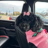 dog, poodle, pet, black_dog, pink_sweater, bow, car_interior, car_seat, window, parking_lot, cloudy_sky, animal, cute, curious, portrait, indoors, leather_seat, vehicle, pet_accessory, companion