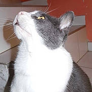 Shakir participe au concours pour gagner de l'argent avec cette photo :