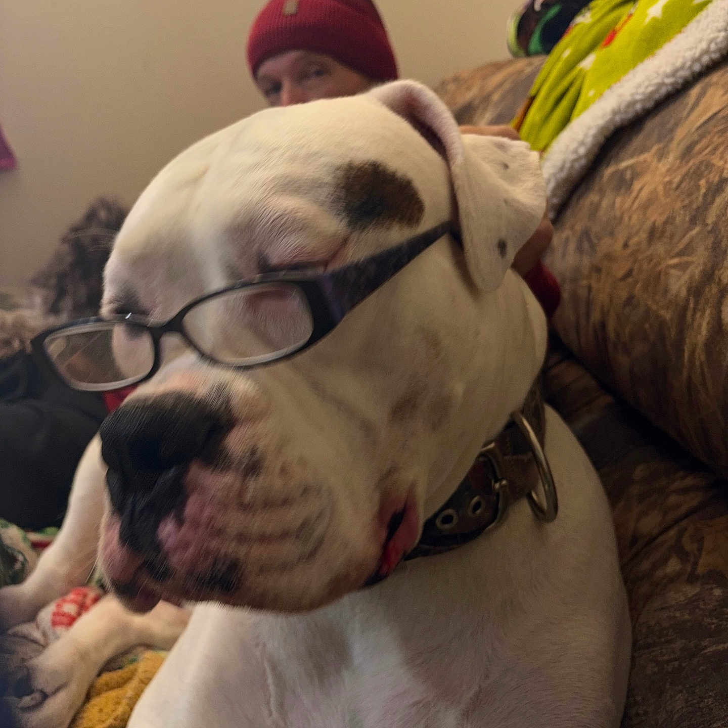 Loki is registered to the contest to win money with this photo: dog, white_dog, glasses, face, pet, canine, person, red_beanie, couch, blanket, indoor, furniture, relaxed, closeup, brown_patch, collar, resting, cozy, home, portrait