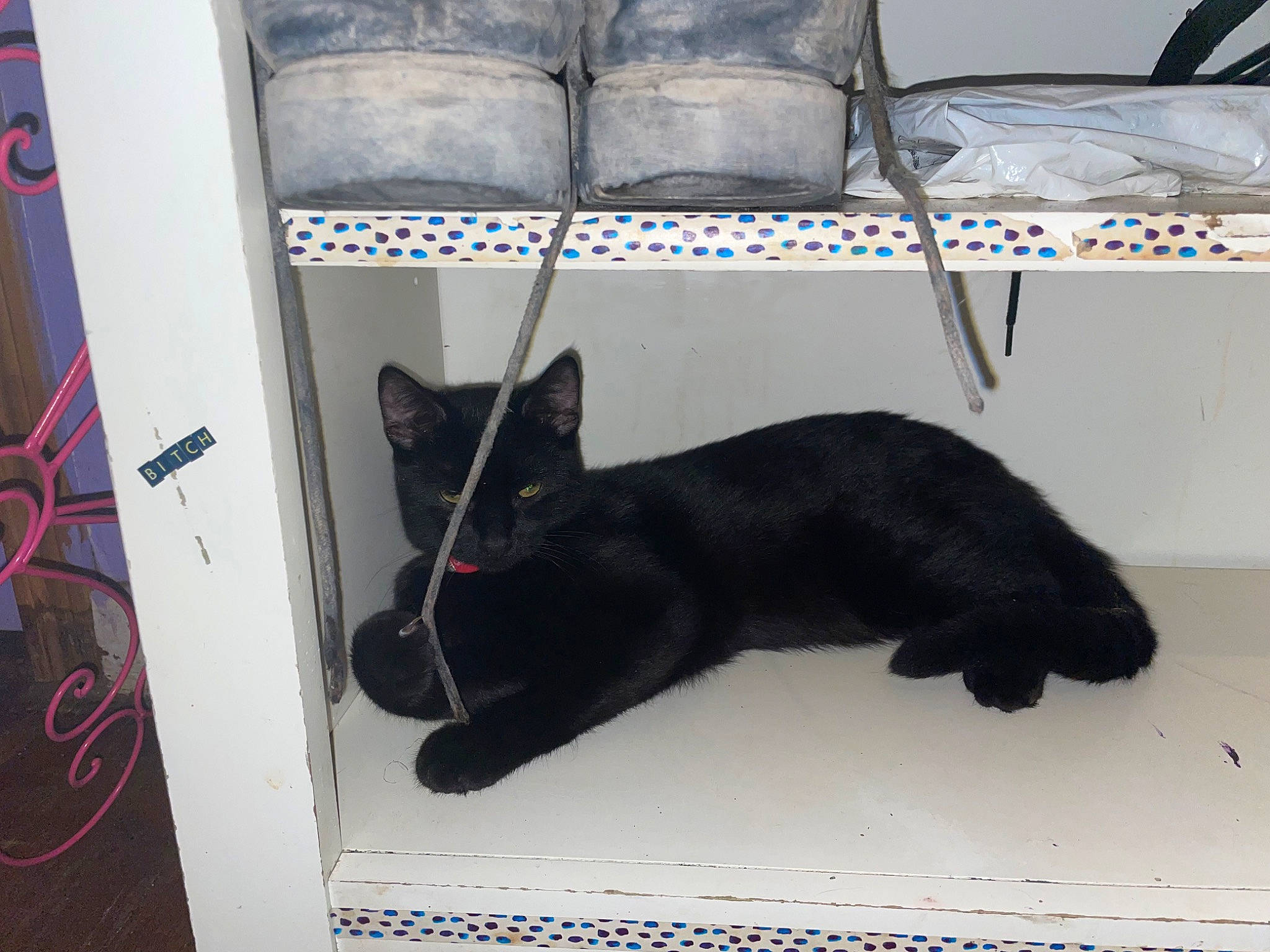 Cosmo is registered to the contest to win money with this photo: armrest, black_cat, bombay, carnivore, cat, chair, comfort, couch, domestic_short_haired_cat, felidae, flooring, fur, mammal, pet_supply, room, small_to_medium_sized_cats, tail, whiskers